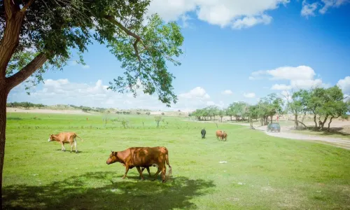 Xilingol Grassland