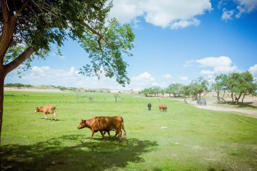 Xilingol Grassland