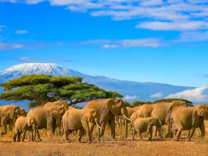 Mt Kilimanjaro