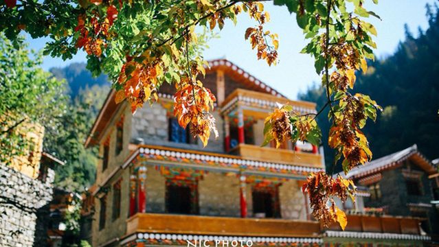 nai zi gou cai lin gu