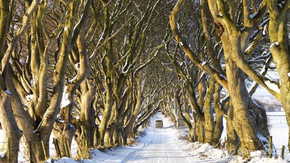 Giant's Causeway + Dark Hedges + Carrick-a-Rede Rope Bridge one-day tour Belfast, UK