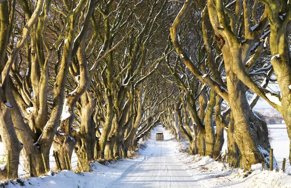 英國貝爾法斯特巨人之路+黑暗樹籬+卡里克索橋一日遊