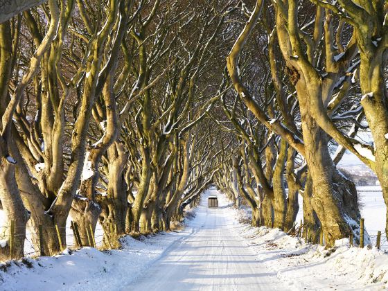 The Dark Hedges