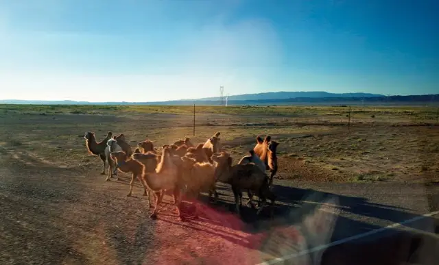 Camel Riding in Karamay