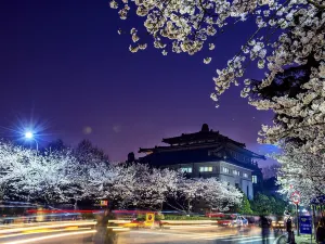 武漢賞櫻花
