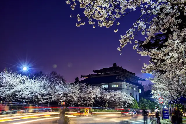 Cherry Blossom Viewing in Wuhan