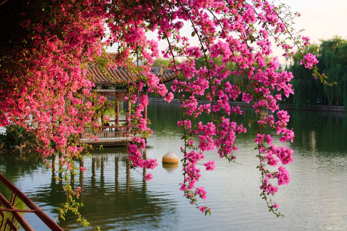 The Green Lake Park