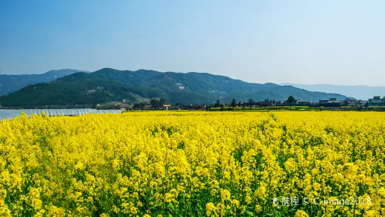 안이고진