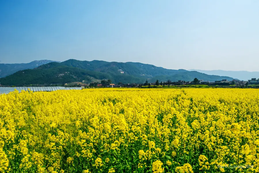 안이고진