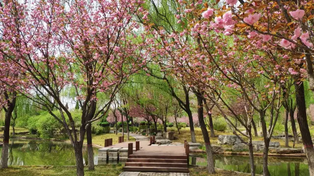 Cherry Blossom Viewing in Hebei