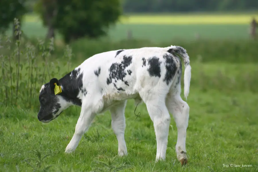 Animal Farmyard