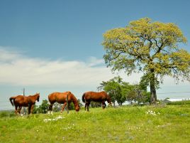 Sleepy Hollow Farm