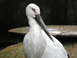 Zoorasia