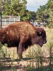 Bison Paddock