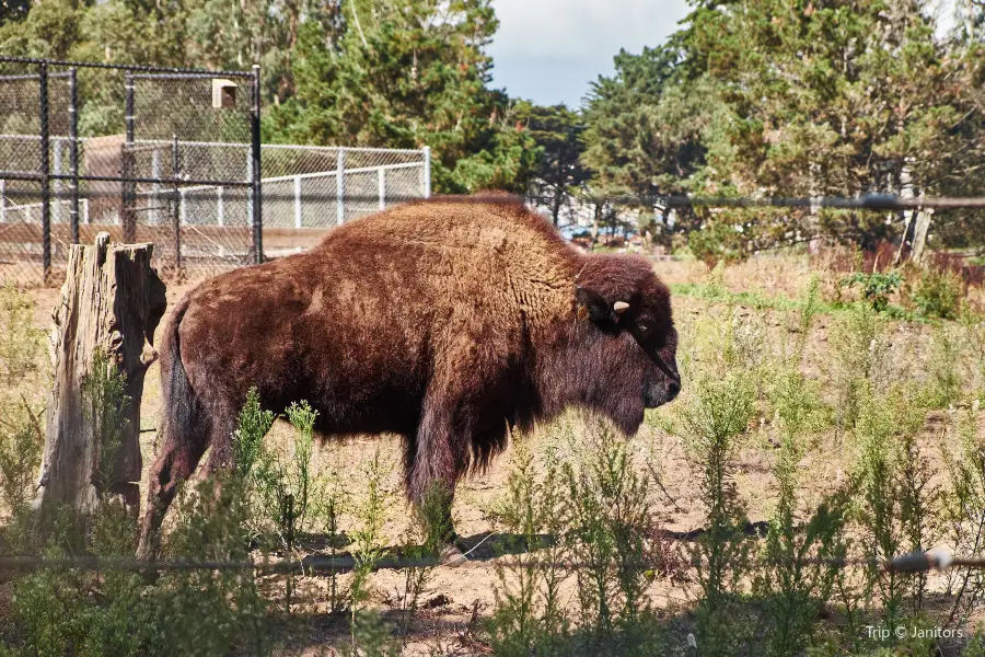 Bison Paddock