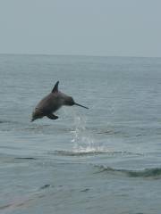 Southern Rose Dolphin Trips and Parasailing