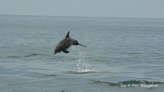 Southern Rose Dolphin Trips and Parasailing