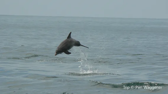 Southern Rose Dolphin Trips and Parasailing