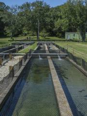 Sandwich State Fish Hatchery