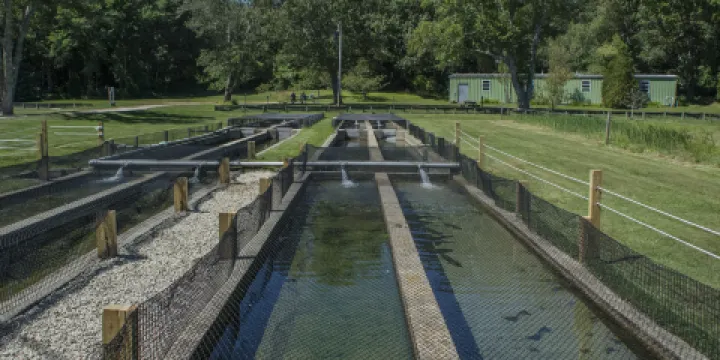Sandwich Fish Hatchery