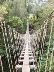 Kohala Zipline