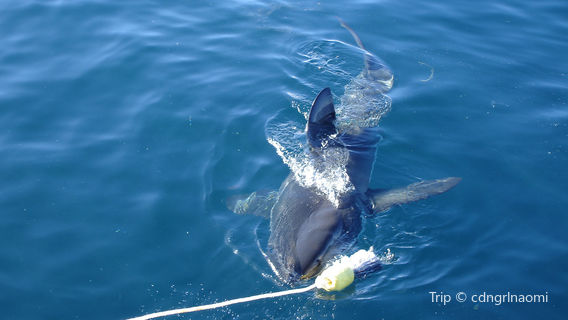 White Shark Diving Company