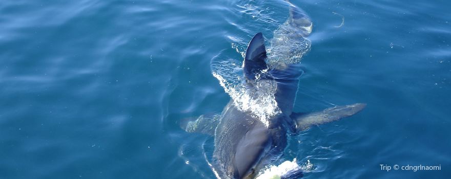 White Shark Diving Company