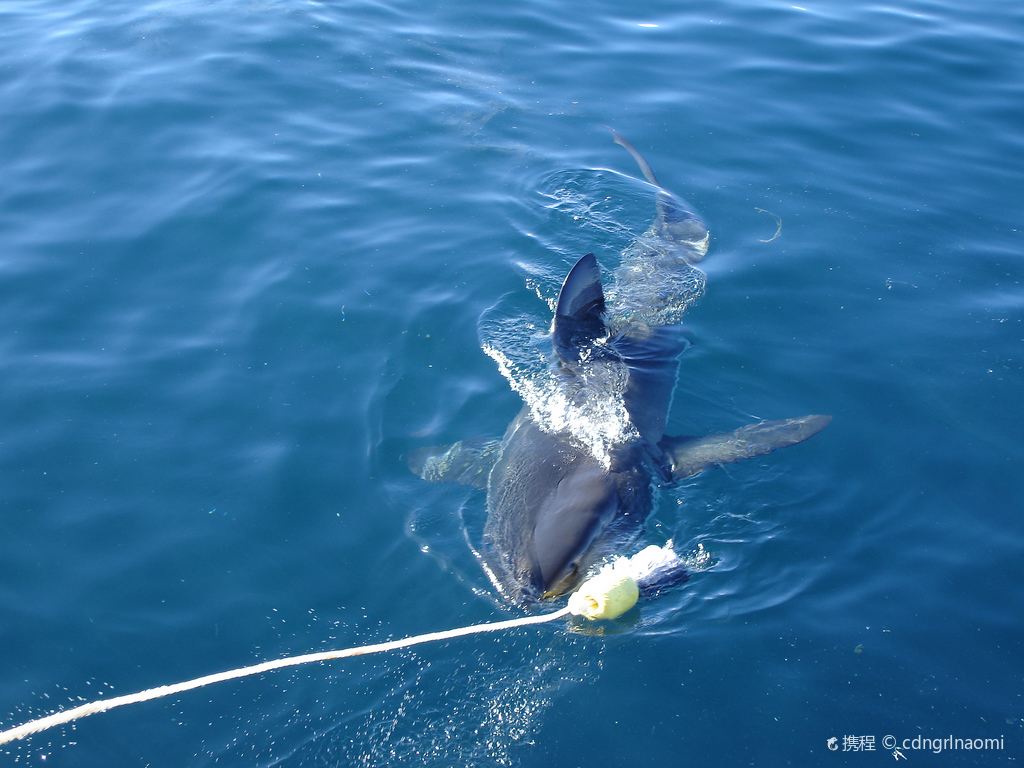 White Shark Diving Company