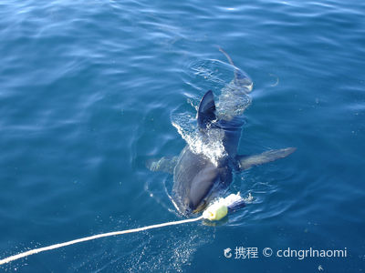 White Shark Diving Company