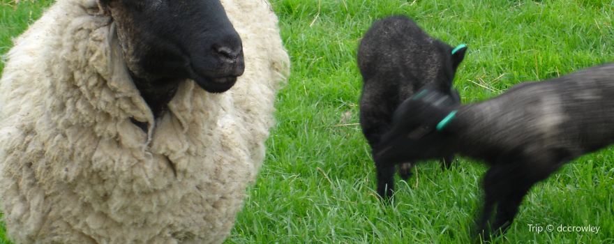 Wimpole Home Farm