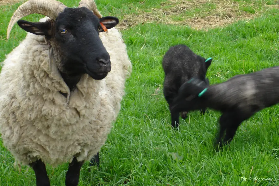 Wimpole Home Farm