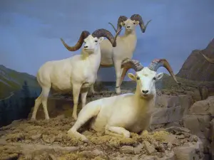 Milwaukee Public Museum
