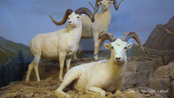 Milwaukee Public Museum