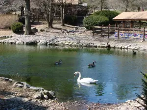 愛德蒙頓谷動物園