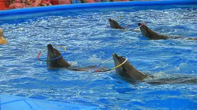 4_芭達雅海豚館