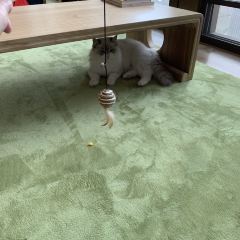 猫乎乎猫咖啡屋(中南城B座店) User Photo