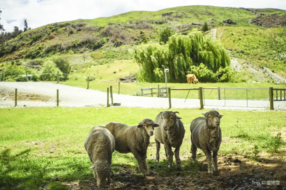 2_RealNZ | Walter Peak High Country Farm