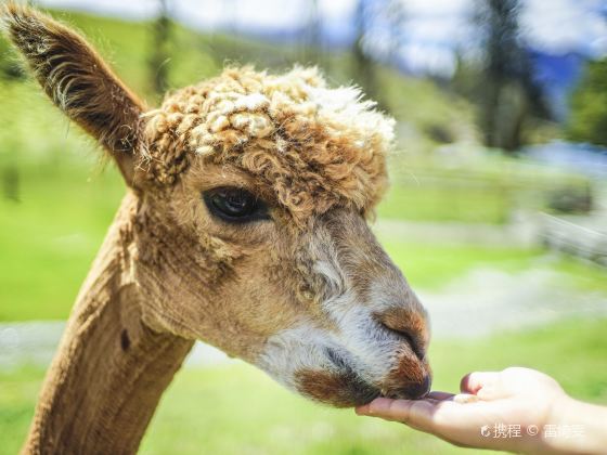 Walter Peak High Country Farm