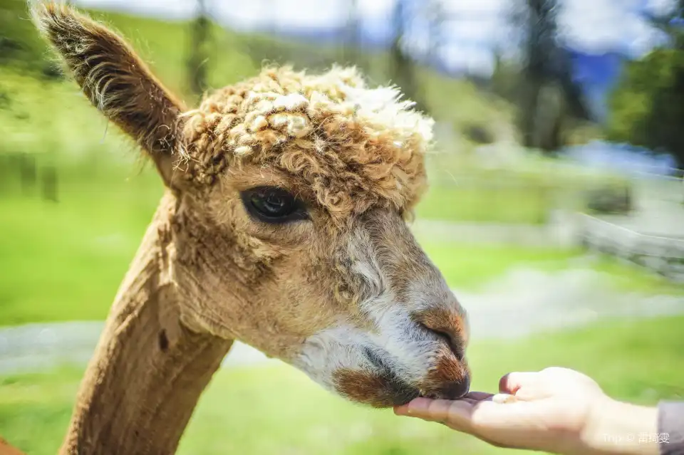 5_RealNZ | Walter Peak High Country Farm