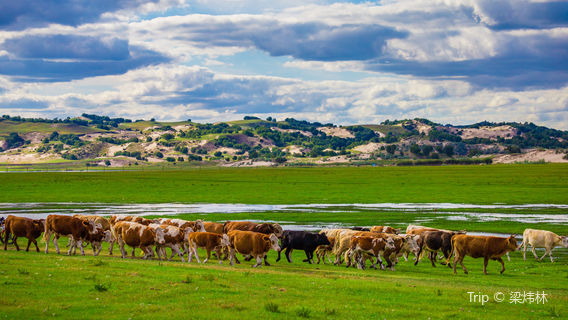 Weichang Bashang Grassland