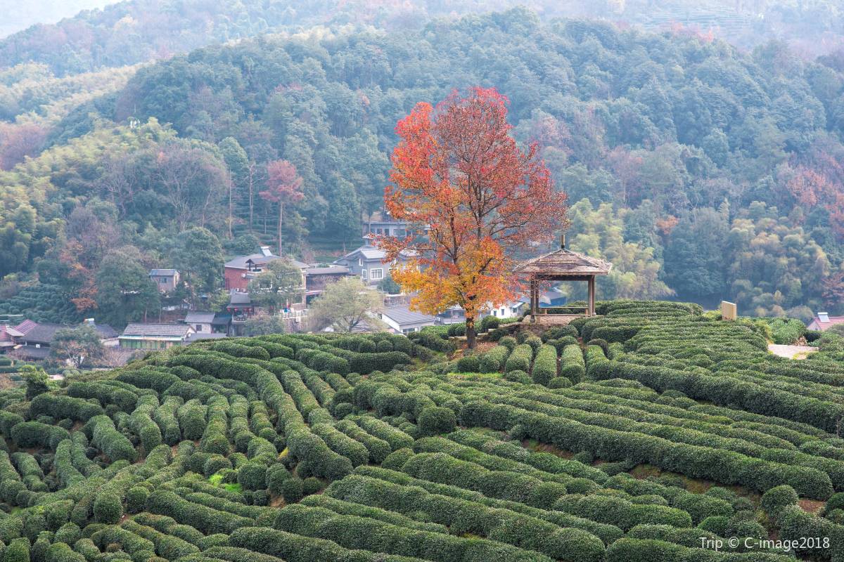 Longjing Village