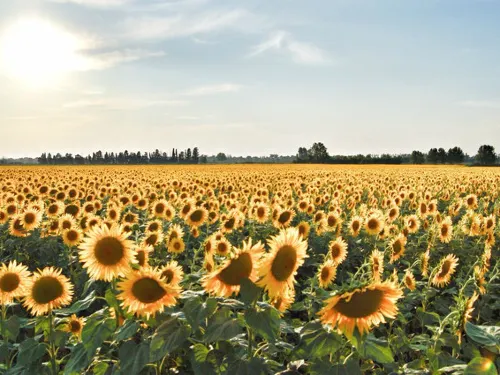 In Arles, Provence, Meet Van Gogh's Sunflowers and Starry Night