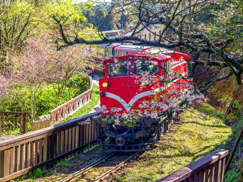 Summer Vacation Ideas in Taiwan: Alishan Railway Tour and Sunrise