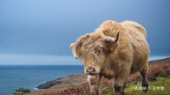 Loch Ness + Glencoe + Scottish Highlands one-day tour from Glasgow, UK