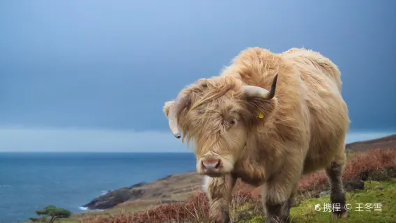 영국 글래스고 출발 네스호 + 글렌코 + 스코틀랜드 고원 일일 투어