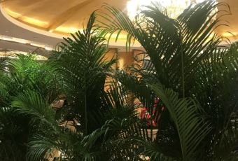 保定电谷国际酒店·绿谷咖啡西餐厅 User Photo