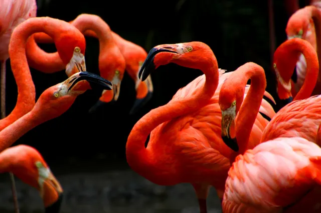 Hand-feeding Flamingo: A Guide to Sarasota Jungle Gardens