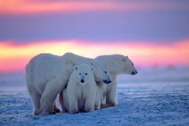North Pole
