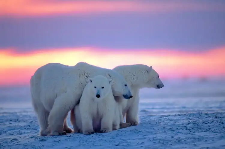 Hotels in North Pole