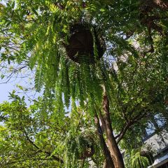 Fern Forest Café 여행 사진